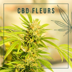 cbd-06-fleurs-cannabis-cbd-bio